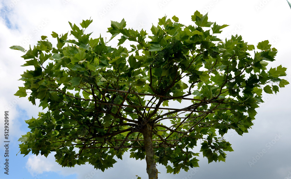 Fototapeta premium plane trees cut into the shape of flat square umbrellas, parasols. The branches are shaped in a bamboo structure. under the trees go wooden camping bench tables