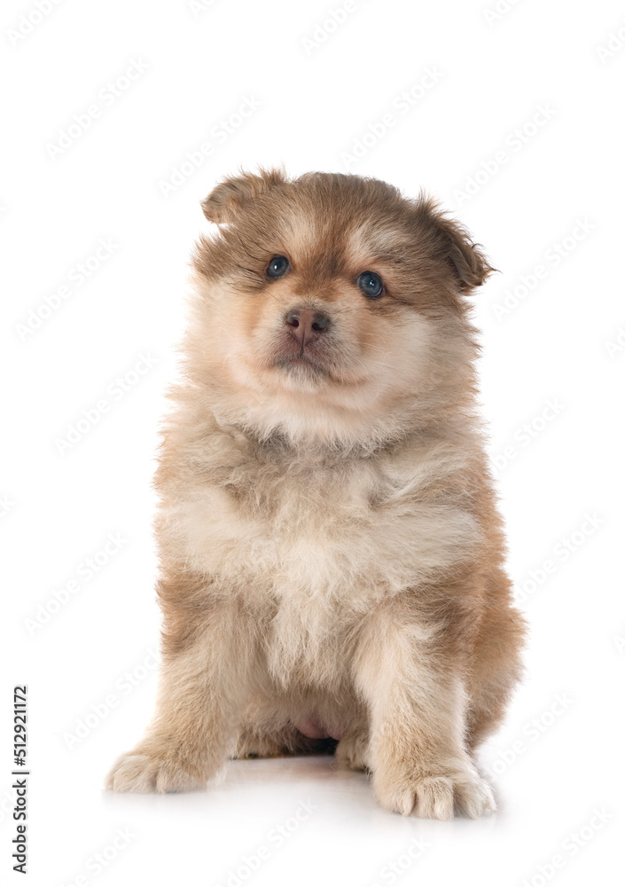 Obraz premium puppy Finnish Lapphund in studio