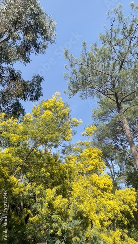 yellow tree © A S Santacreu Anita