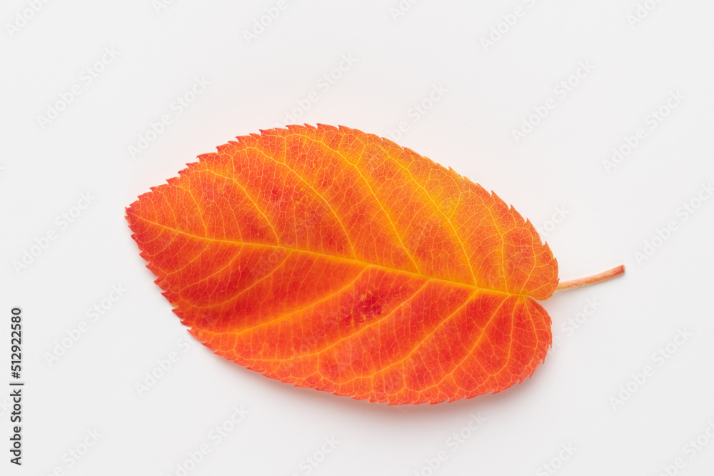 Autumn maple leaves isolated on white background. Autumn maple leaves isolated on white background.
