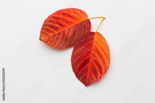 Autumn maple leaves isolated on white background.
