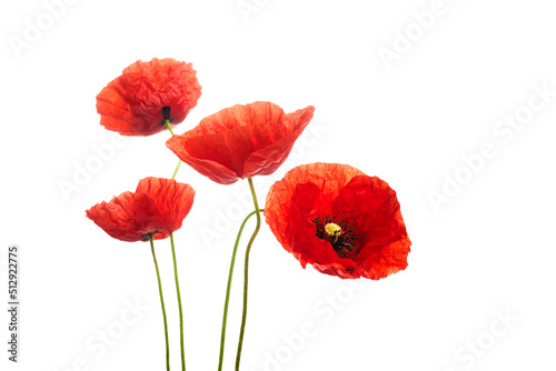 Red poppies flower isolated on a white background.