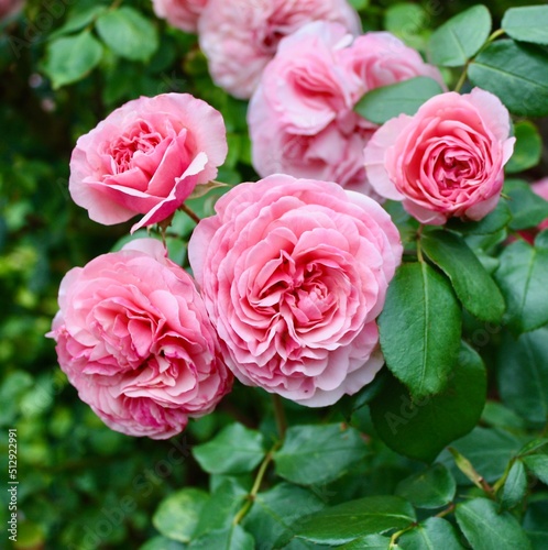 beautiful roses in spring