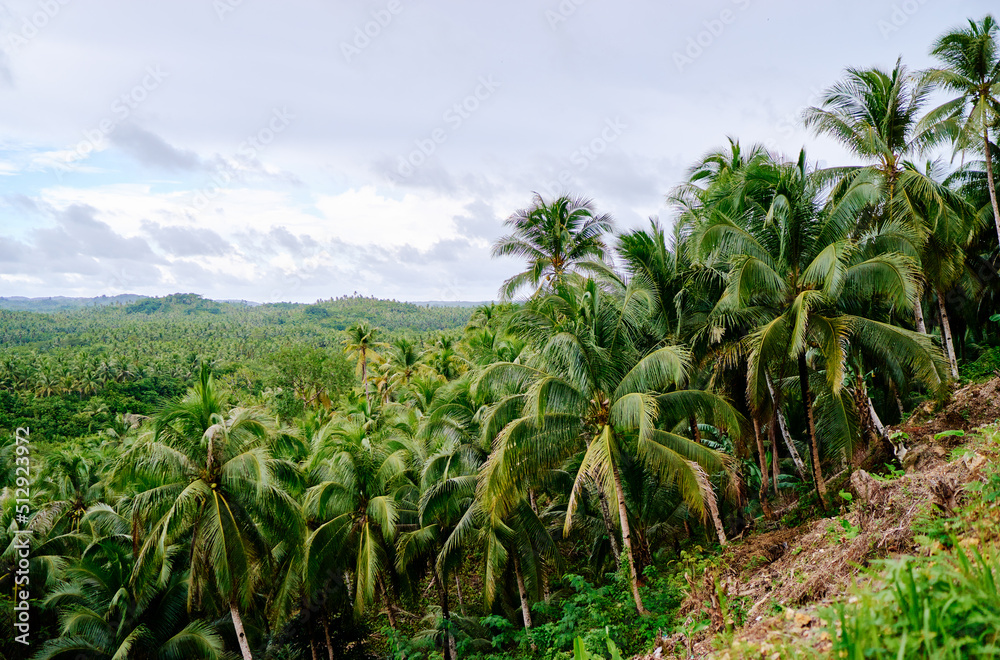 Tropical landscape. Big coconut palm trees plantation. Tropical landscape. Big coconut palm trees plantation.