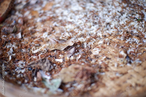 brown texture or  egg ant or telur semut rangrang atau semut merah or kroto makanan burung photo