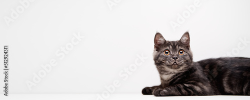 Adorable scottish black tabby kitten on white background. © luengo_ua