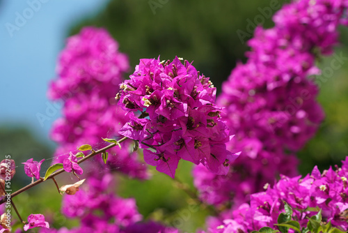 Bouganville purple flowers detail close up photo
