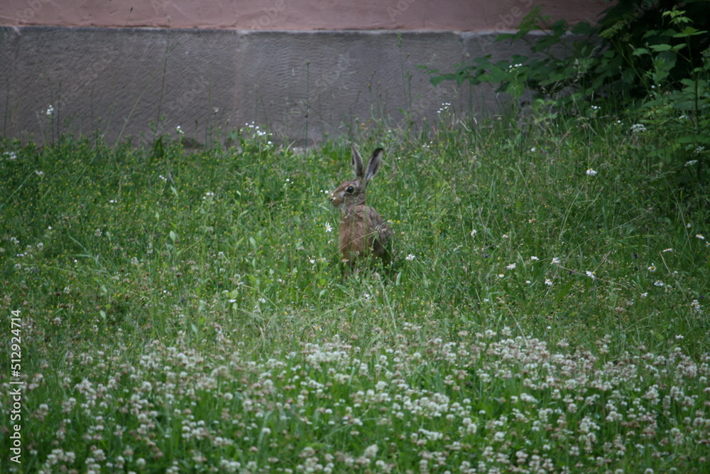 Obraz premium Hare sitting outdoors surrounded by plants