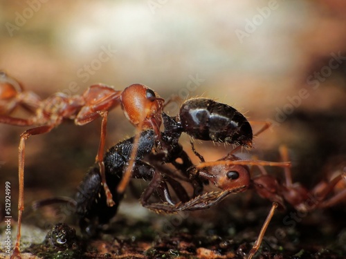close-up of weaver ants colony caught the othe insects