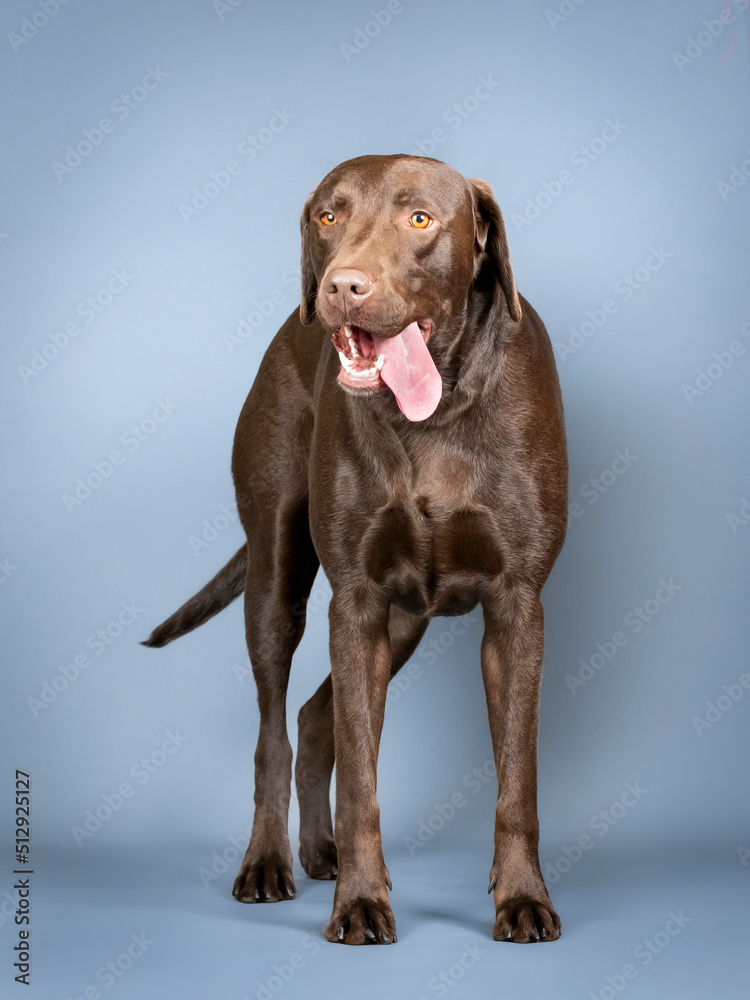 Chocolate labrador standing in a photo studio Chocolate labrador standing in a photo studio
