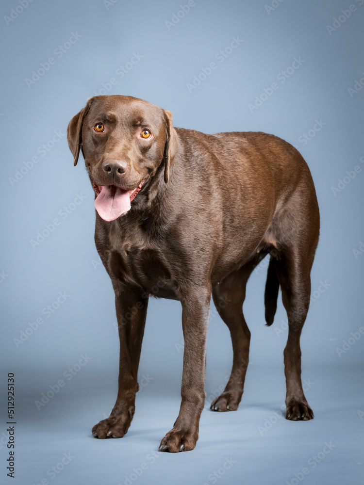 Chocolate labrador standing in a photo studio Chocolate labrador standing in a photo studio
