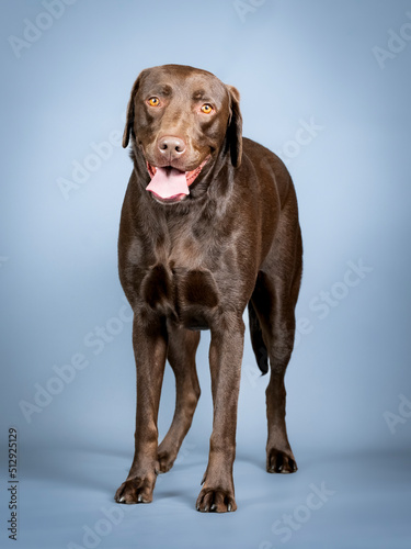 Chocolate labrador standing in a photo studio