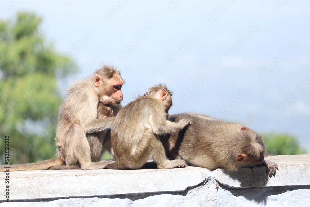 Naklejka premium mother and baby baboon