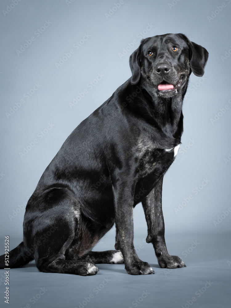 Black labrador retriever sitting in a photo studio