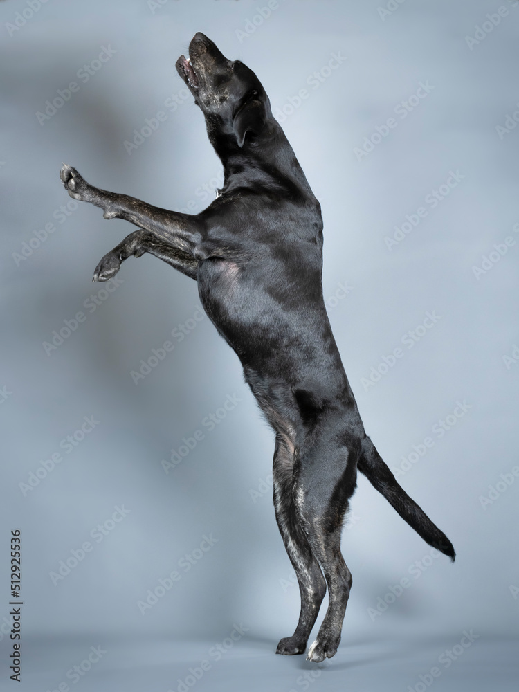 Half Blood black labrador dog jumping