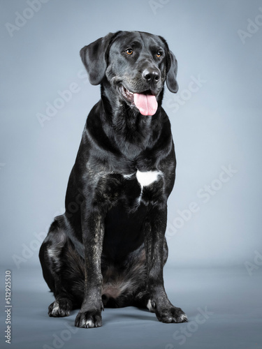 Black labrador retriever sitting in a photo studio
