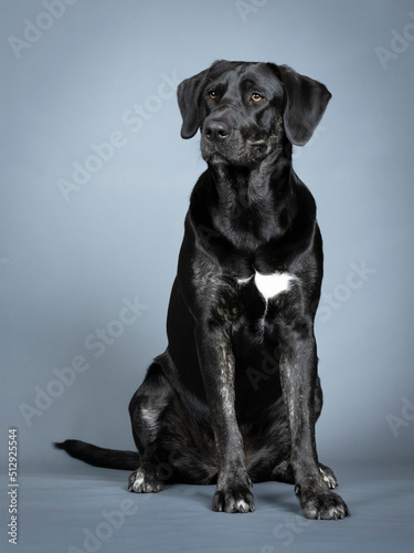 Black labrador retriever sitting in a photo studio
