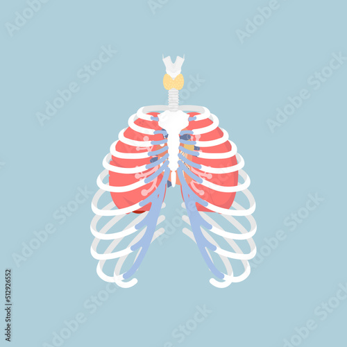 anatomy of human rib cage with lungs and human heart, internal organs body part orthopedic health care, vector illustration cartoon flat character design