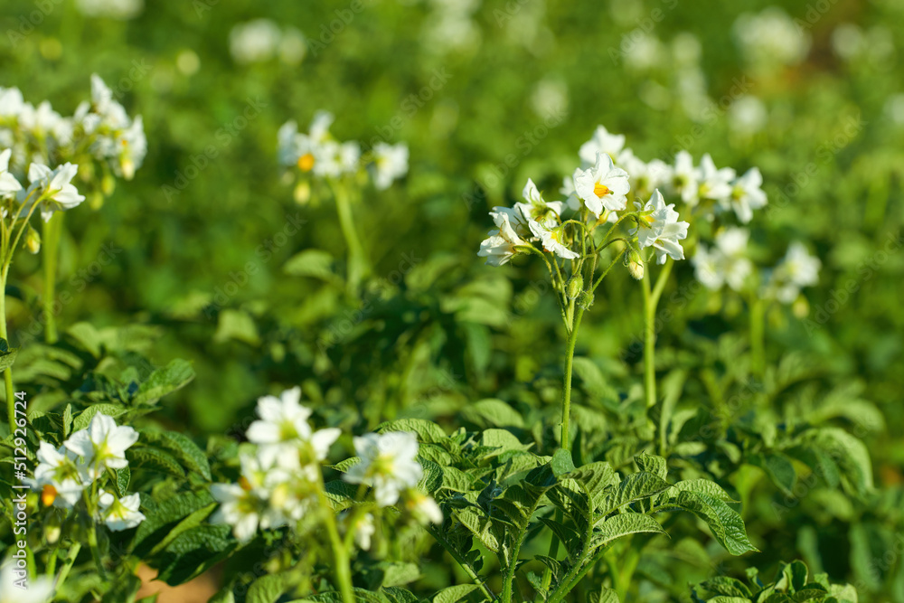 Close-up of flowering potatoes in the garden Close-up of flowering potatoes in the garden