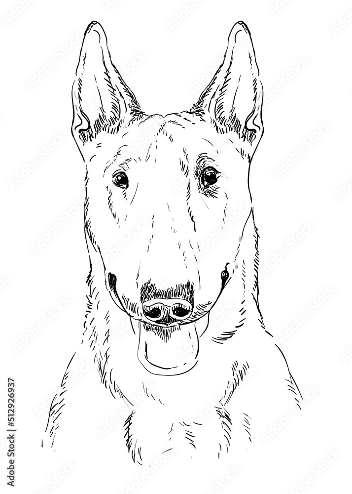 Bull Terrier hand drawing dog vector isolated illustration