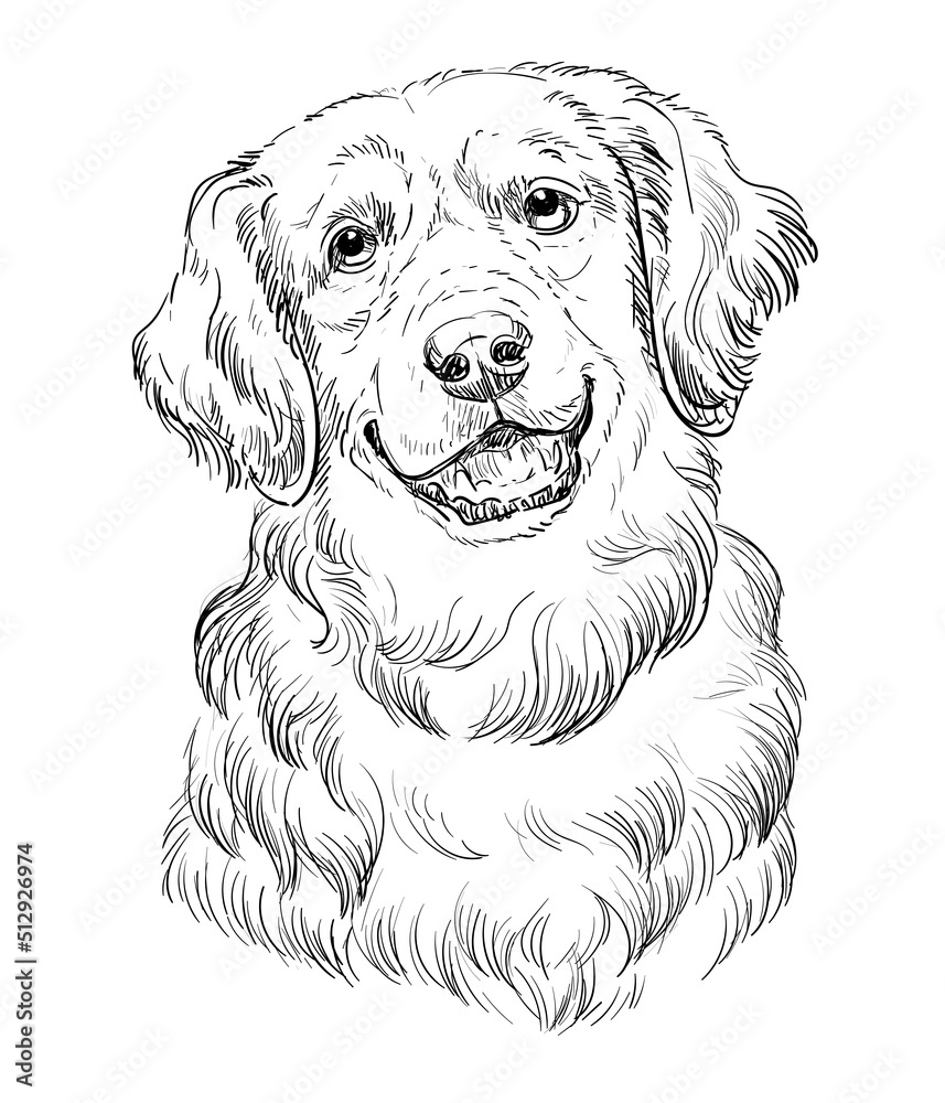 Golden Retriever hand drawing dog vector illustration Stock Vector
