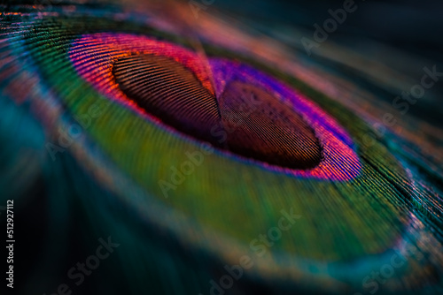 peacock feather closeup, Peacock feather, Bird feather, peacock feather, Colorful feather, Background, Wallpaper, pattern, Macro photography, Closeup. © Sunanda Malam
