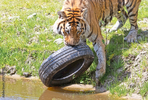 Photography Amour tiger playing with an old tire