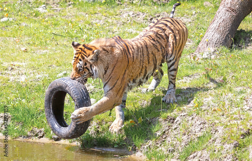 Photography Amour tiger playing with an old tire
