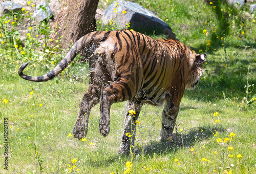 Photography Soaked Amour tiger in the grass, cooling down or playing