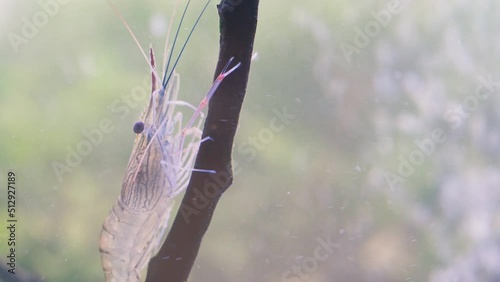 Close up of shrimp standing still on branch tree in water. Shrimp is cleaning itself. Giant river prawn or giant freshwater prawn larvae (Macrobrachium rosenbergii) in macro