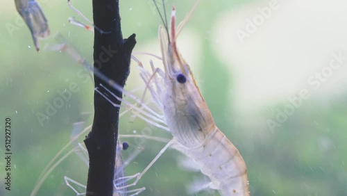 Close up of shrimp standing still on branch tree in water. Giant river prawn or giant freshwater prawn larvae (Macrobrachium rosenbergii) in macro
