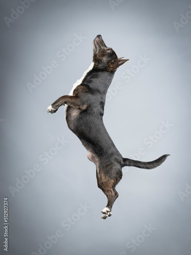 Dark mongrel dog with white chest jumping