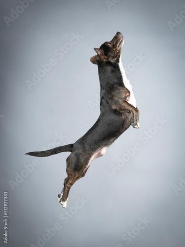 Fototapeta Naklejka Na Ścianę i Meble -  Dark mongrel dog with white chest jumping