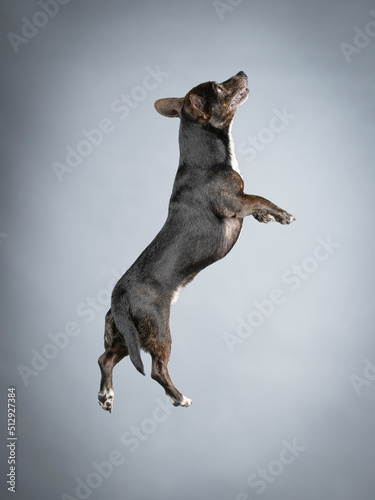 Dark mongrel dog with white chest jumping