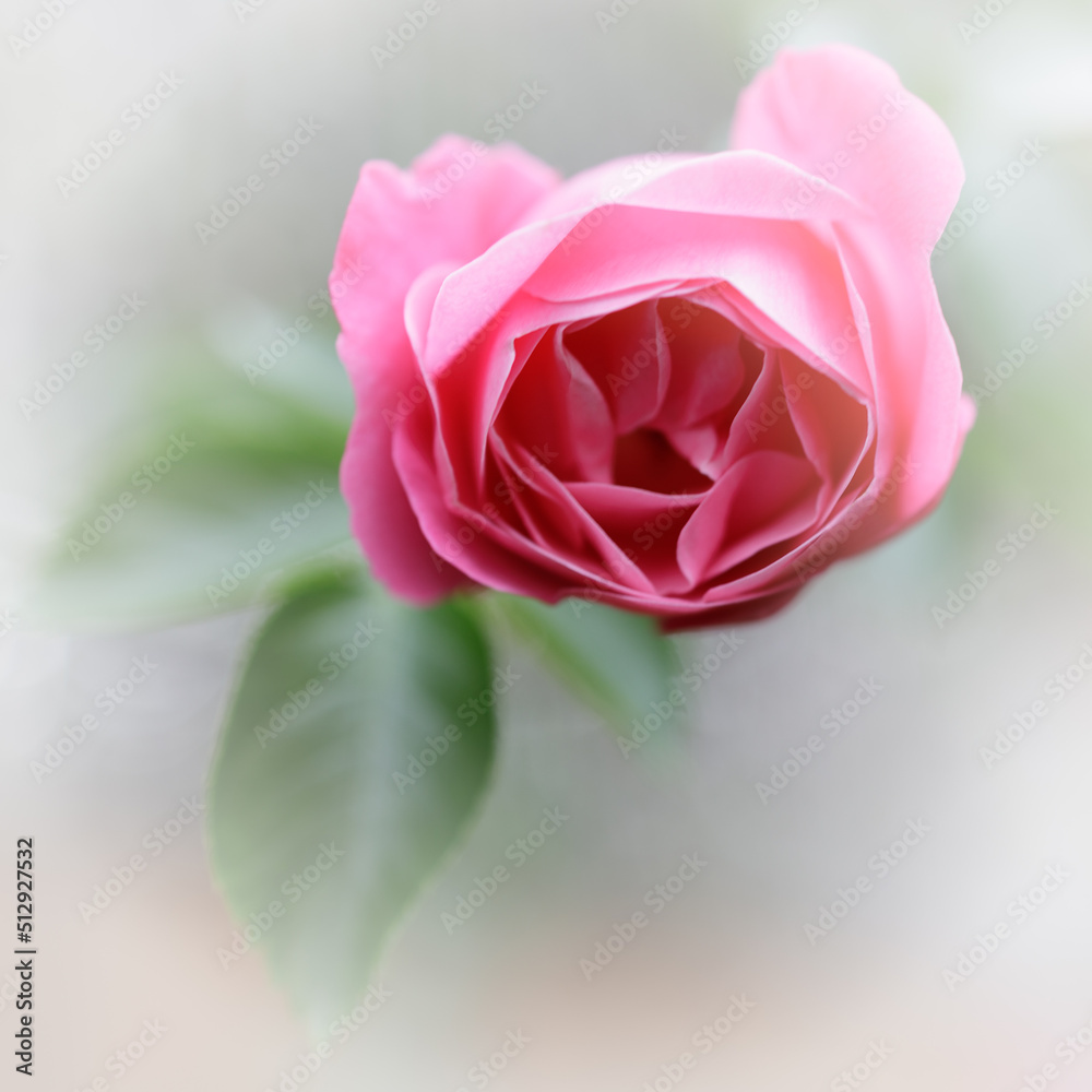 Pink Rosa odorata blooming in the garden