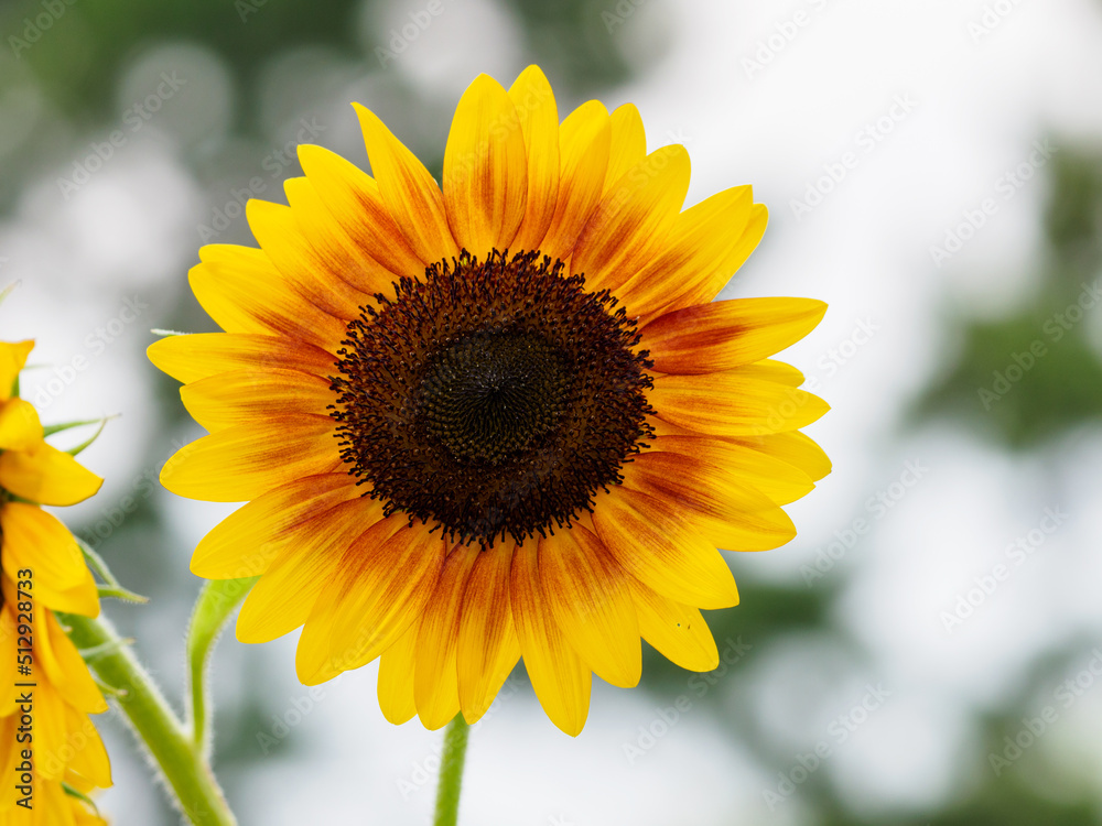 Obraz premium 夏らしいヒマワリの花