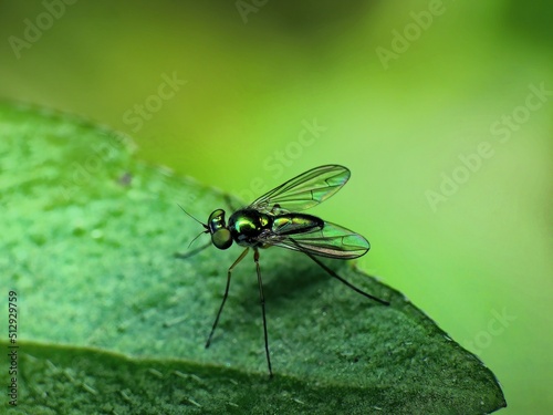 close-up of the fly on leaf © Indra