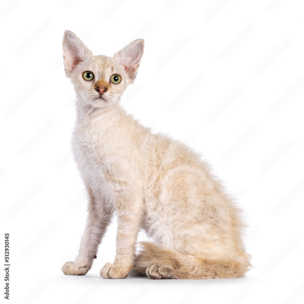 Chocolate tabby blotched tonkinese pointed longhair LaPerm cat kitten, sitting up side ways. Looking away from camera. Isolated on a white background. Chocolate tabby blotched tonkinese pointed longhair LaPerm cat kitten, sitting up side ways. Looking away from camera. Isolated on a white background.