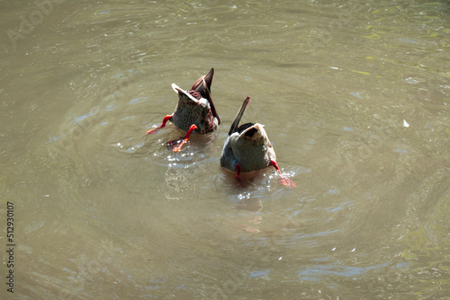 Feeding ducks diving underwater for food with a humorous look