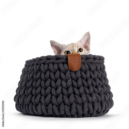 Fotografia Chocolate tabby blotched tonkinese pointed longhair LaPerm cat kitten, hiding in a gray knitted basket