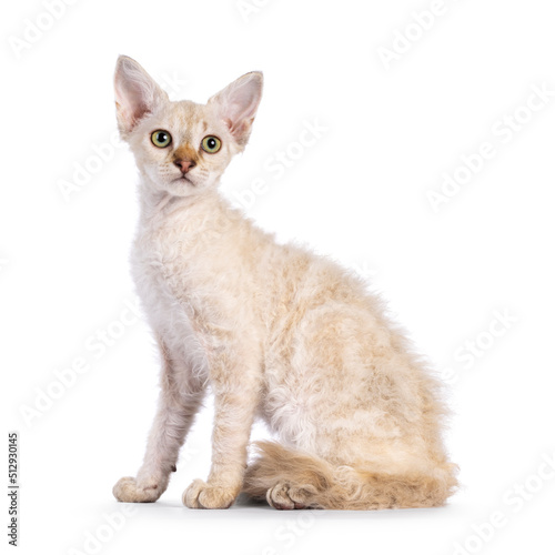 Tablou pe pânză Chocolate tabby blotched tonkinese pointed longhair LaPerm cat kitten, sitting up side ways