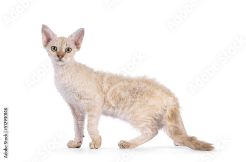 Tablou pe pânză Chocolate tabby blotched tonkinese pointed longhair LaPerm cat kitten, standing side ways showing blotched pattern