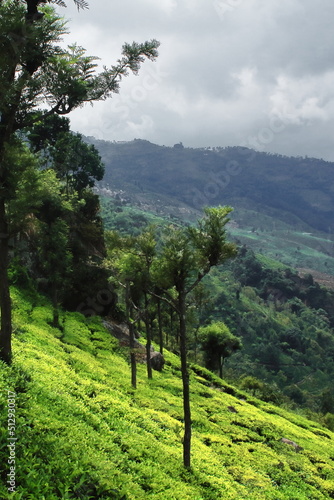 lush green tea garden of coonoor, a small mountain village located on nilgiri mountains foothills near ooty hill station in tamilnadu, south india photo