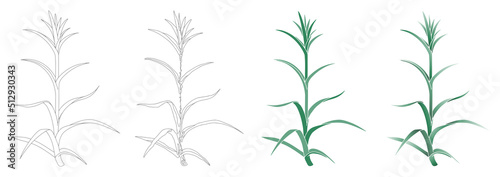 カーネーション　苗　type 2