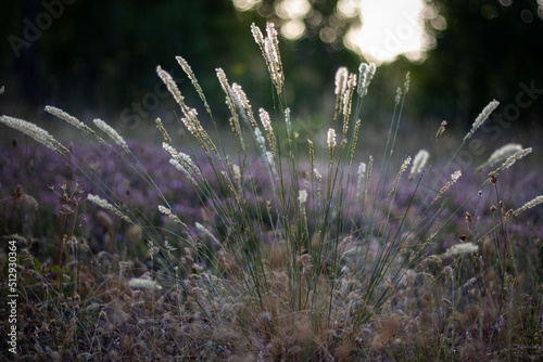 flowers in the field