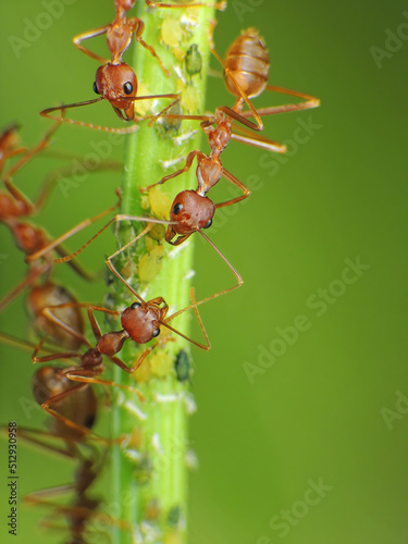 close-up of weaver ants colony caught the the insects