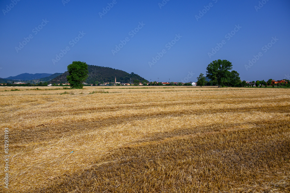 Fototapeta premium A crop field in the north of Italy.