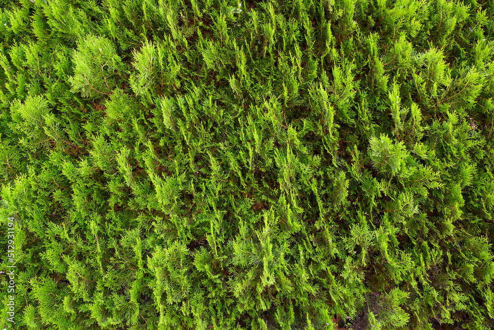Green and exelent tuja hedge. Green and exelent tuja hedge.