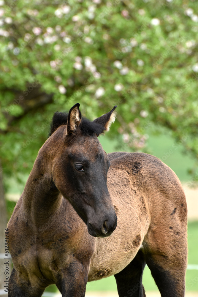 Warmblutfohlen Warmblutfohlen