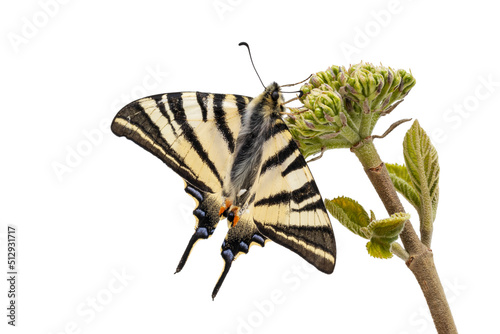 Ein Segelfalter-Schmetterling thront auf einer Knospe auf weißem Hintergrund.